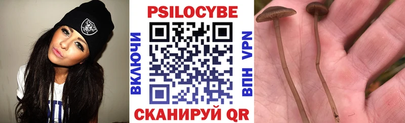 Купить где  Пикалёво  Галлюциногенные грибы Psilocybe 